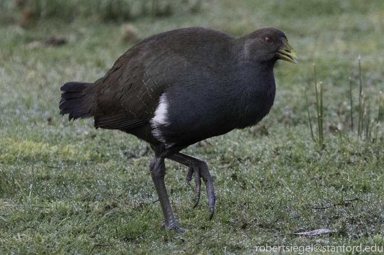 thunder chook